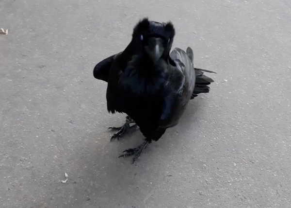 В Брянске сняли на видео говорящего ворона