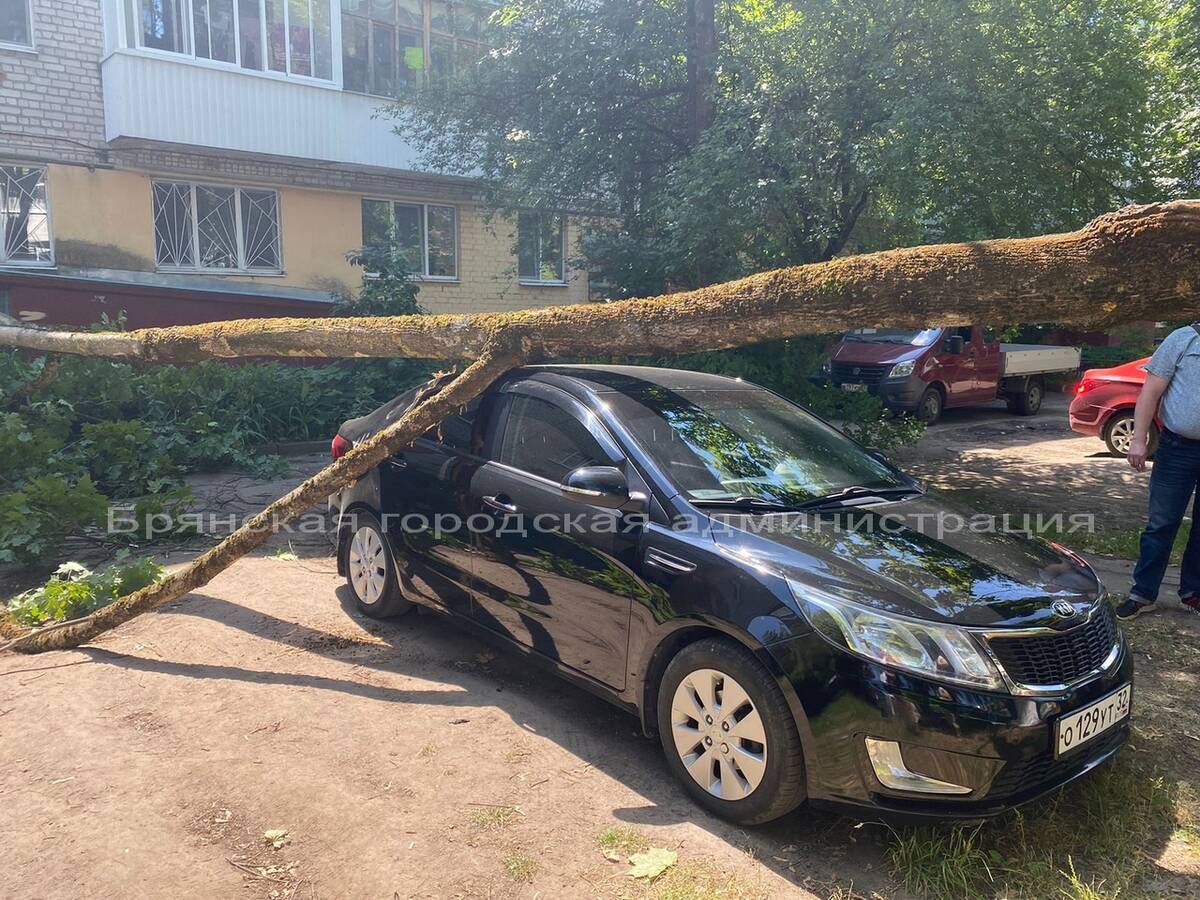 В Брянске на Крахмалева дерево упало на машину