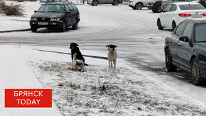 ЧП в Жуковке: мальчику заплатили за страдания