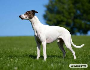 Уиппет: малая английская борзая
