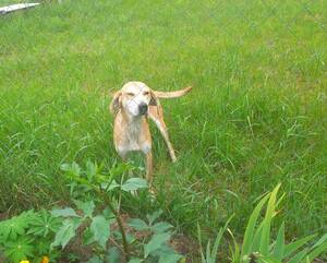 В Выгоничском районе ищут хозяина потерявшейся охотничьей собаки