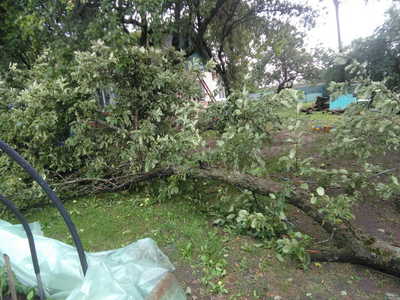 В Унечском районе сильный ветер повалил деревья и сорвал шифер с крыш