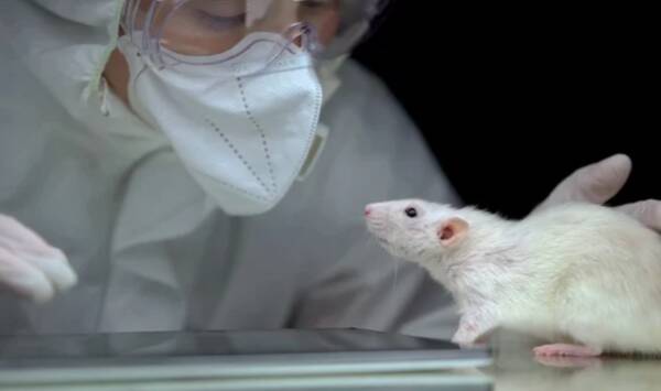 В Башкирии научного сотрудника осудили за гибель 29000 мышей