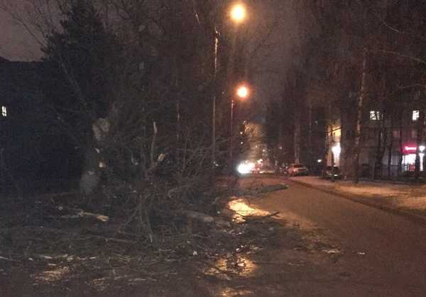 В Брянске на Орловской на дорогу рухнуло дерево