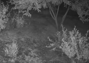 Очевидцы опубликовали видео обстрела посёлка в Трубчевском районе