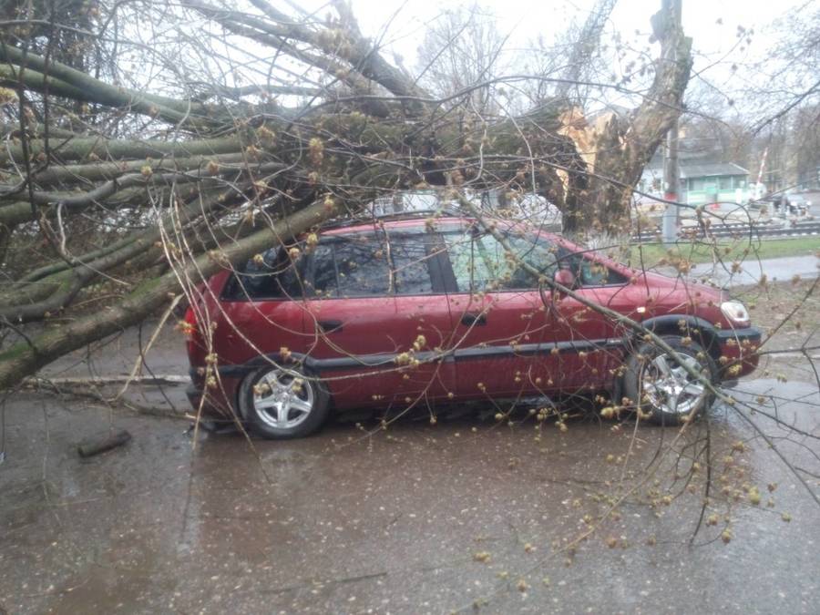 В Брянске упавшие из-за урагана деревья раздавили автомобили