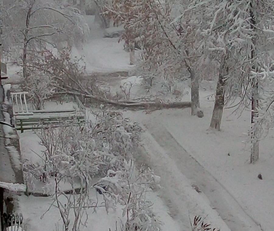 В Брянске под тяжестью снега рухнуло дерево