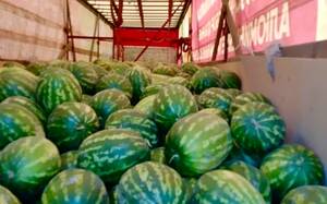 Россельхознадзор развернул арбузный рейс в Брянской области