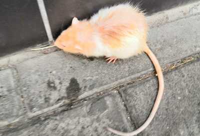 В Клинцах сняло на фото гуляющую возле ЦУМа крысу