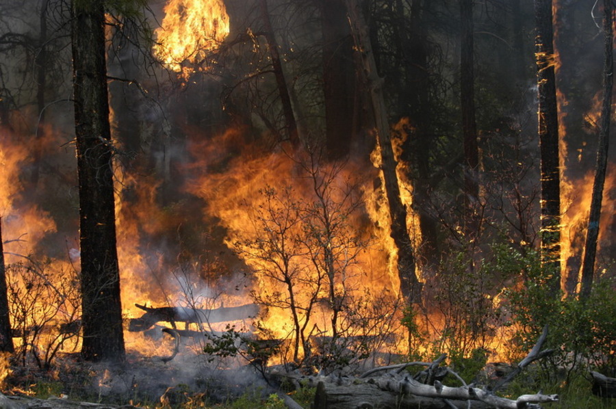 На Брянщине опровергли сообщения о лесных пожарах в регионе