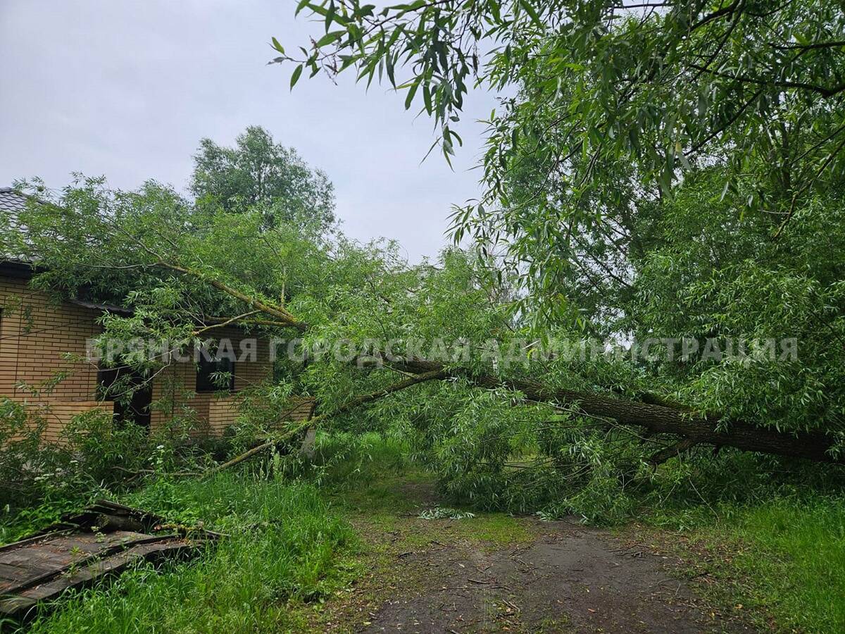 В Брянске из-за сильного ветра дерево рухнуло на жилой дом