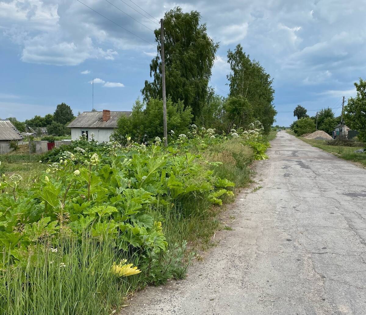 Брянская деревня Орменка заросла борщевиком