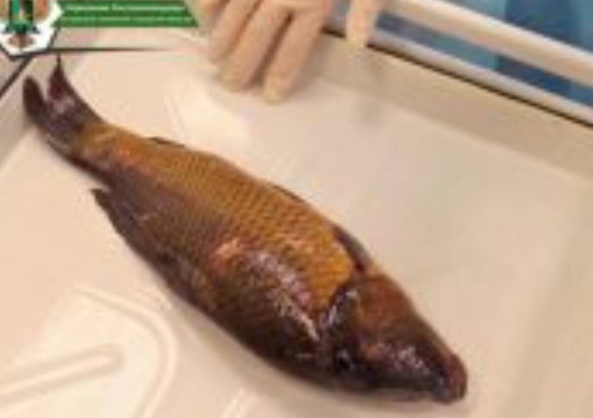 В Брянске выявили зараженную возбудителями паразитарных заболеваний живую рыбу из Смоленска
