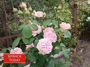 Брянцам пообещали, что лето обязательно вернётся попрощаться