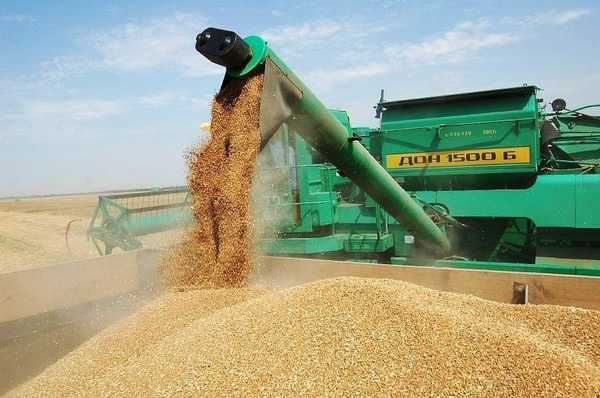 Брянские аграрии намерены собрать 2 млн тонн зерна