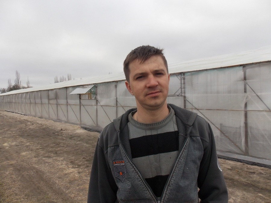 Климовский фермер Ярославкин собрал первый урожай огурцов 