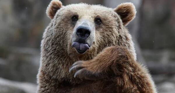 В Турции спасли пьяного медведя, объевшегося галлюциногенным медом