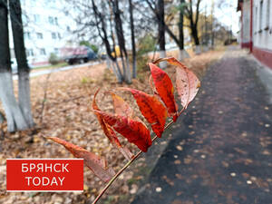 Дожди, туман и до +10 пообещали брянцам 23 октября