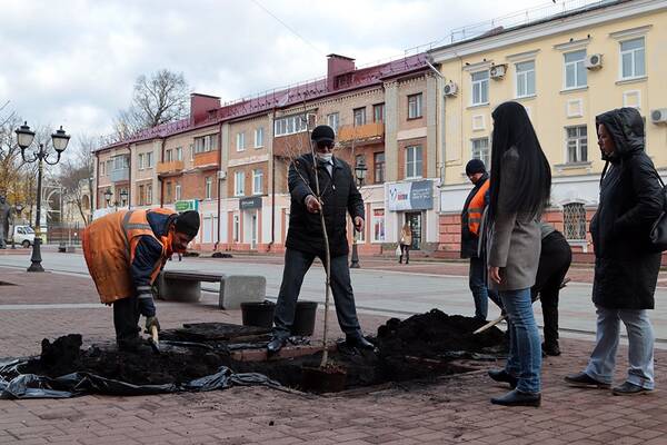 В Брянске высадили четыре молодых каштана на бульваре Гагарина