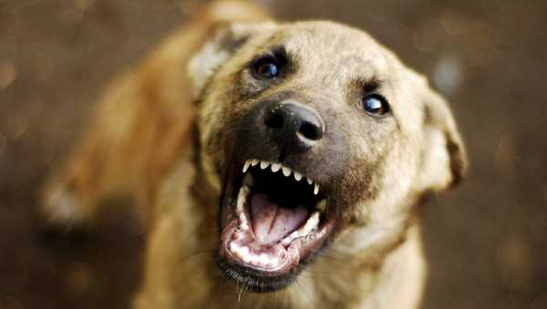 Нападение на женщину бродячих собак сняли на видео в Брянске