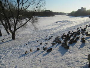 В Брянске волонтеры спасают уток