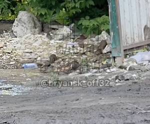 Жителей возмутило полчище крыс в центре Брянска