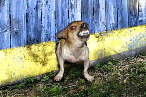 Дурачки киевского режима