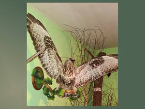 Чучело ястреба пополнило коллекцию краеведческого музея в Севске