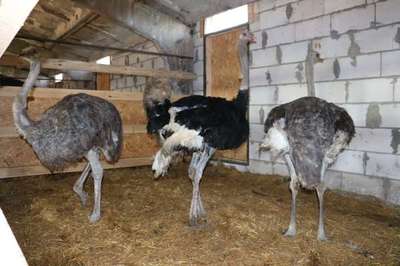 Под Стародубом поселились 10 страусиных семей