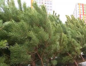 Брянцев стали пугать ёлочными клещами в новогодних деревьях