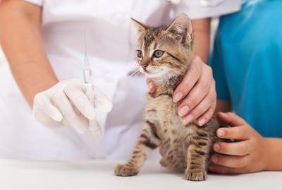 В Брянске домашним животным бесплатно сделают прививки от бешенства
