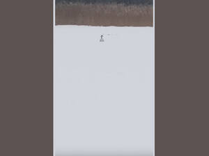 Ложная тревога: «вмёрзший в лёд лебедь» улетел от спасателей