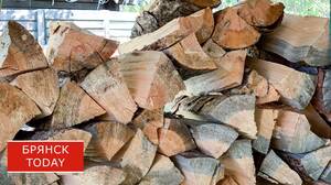 Житель Брянской области ответит в суде за спиленные березы и дубы