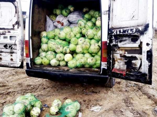 На брянской границе раздавили трактором 3 тонны капусты и моркови