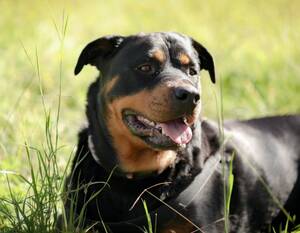 В Новозыбкове хозяин ротвейлера заплатит женщине и ее дочери 150 тыс. рублей