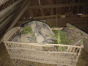 Житель Брянской области задержан за хранение 200 граммов конопли