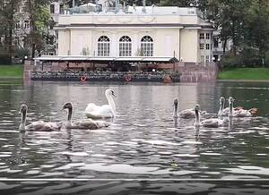 Детенышей лебедей с Патриарших прудов перевезли в Брянскую область