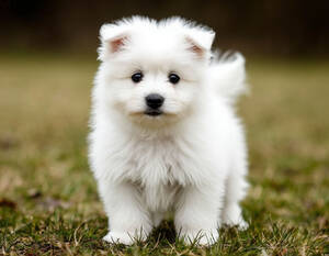 В Брянске мальтийская болонка пала жертвой бруцеллеза