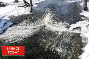 ЧП в Брянском районе: из-за осушения водоема погибла огромная популяция рыб