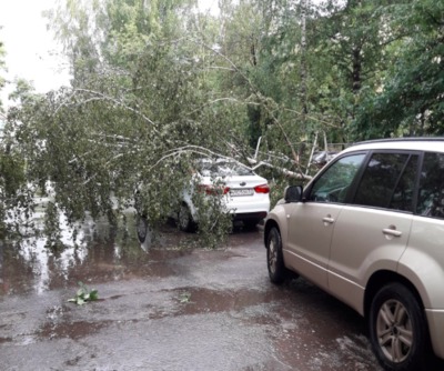 В Брянске на Литейной берёза рухнула на автомобиль «Kia» 