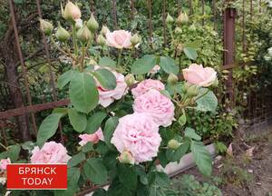 Брянцам обещают адскую жару на предстоящей неделе