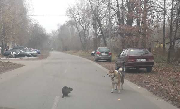 В Брянске сфотографировали грызуна размером с кошку