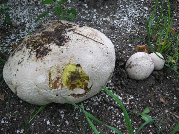 В Брянске у школы №9 нашли гигантские грибы дождевики