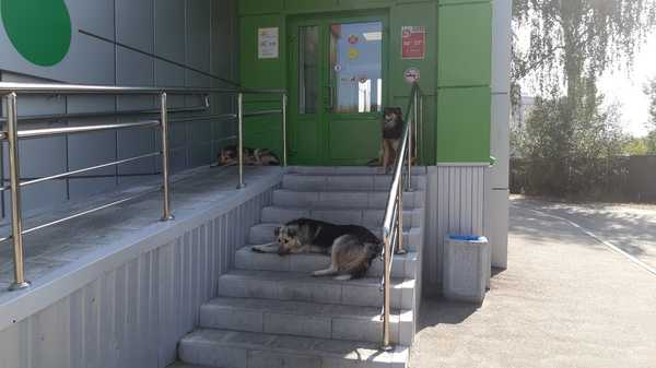 В Брянске стая собак захватила магазин «Пятерочка»