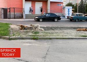 В Брянске стая бродячих собак возле школы №26 атаковала детей