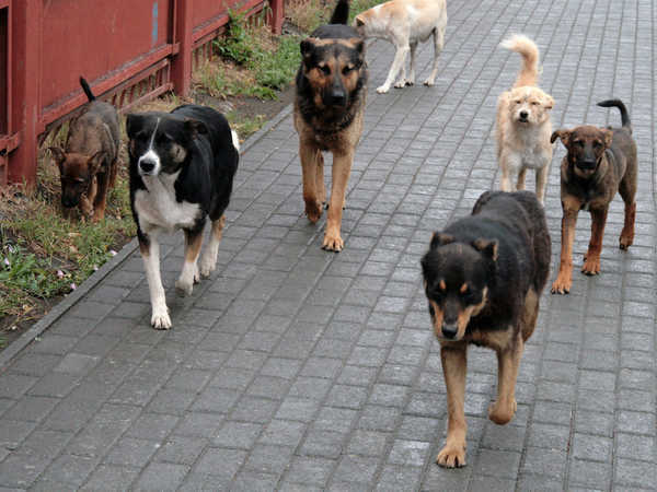 Брянским почтальонам купят 680 устройств для отпугивания собак