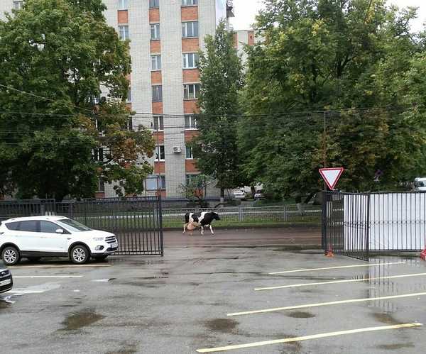 В Брянске возле БГУ корова перекрыла дорогу