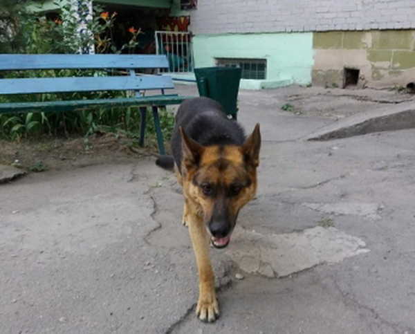 В Новозыбкове хозяев опасных собак оштрафовали за нарушение правил