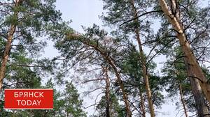 В Брянской области введен усиленный противопожарный режим
