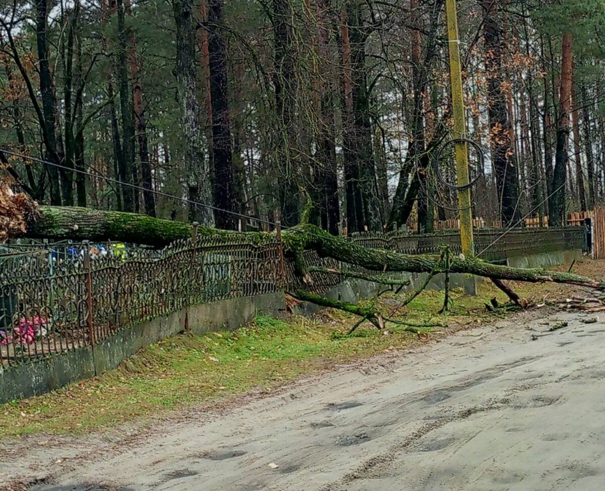 Кто должен убирать упавшие деревья на кладбище. Дом на дереве Брянск.